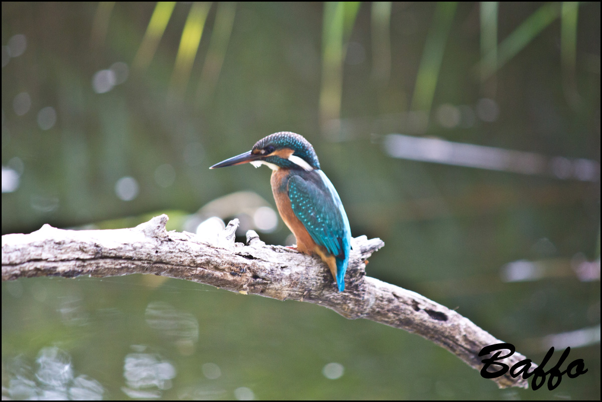 E anche il mio Martin